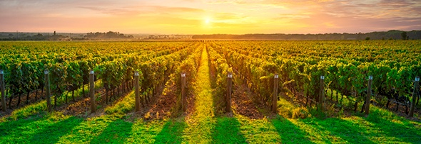 Process2Wine Software web para gestión de viñedos y bodegas vía Agricultura de Precisión